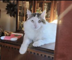 Lost Male Cat last seen 122nd Se Market, Portland, OR 97233