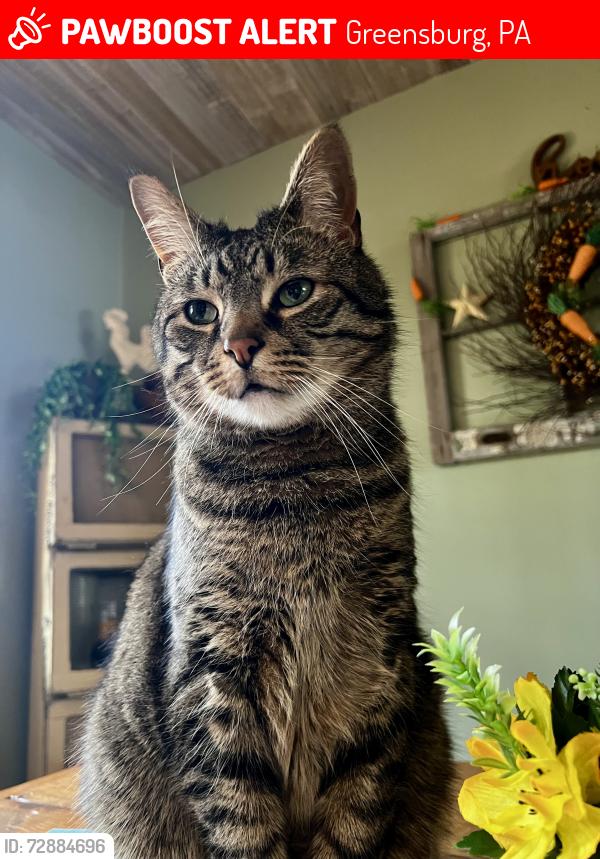 Lost Male Cat last seen Abington Dr & Stamford Dr -- Westpoint/Wendover neighborhood, Greensburg, PA 15601