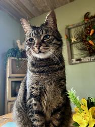 Lost Male Cat last seen Abington Dr & Stamford Dr -- Westpoint/Wendover neighborhood, Greensburg, PA 15601