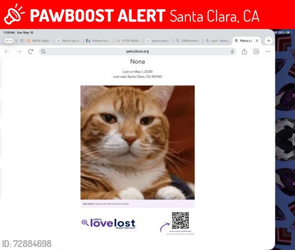 Lost Female Cat last seen Town and Country lane, Santa Clara, CA 95050