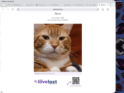Lost Female Cat last seen Town and Country lane, Santa Clara, CA 95050
