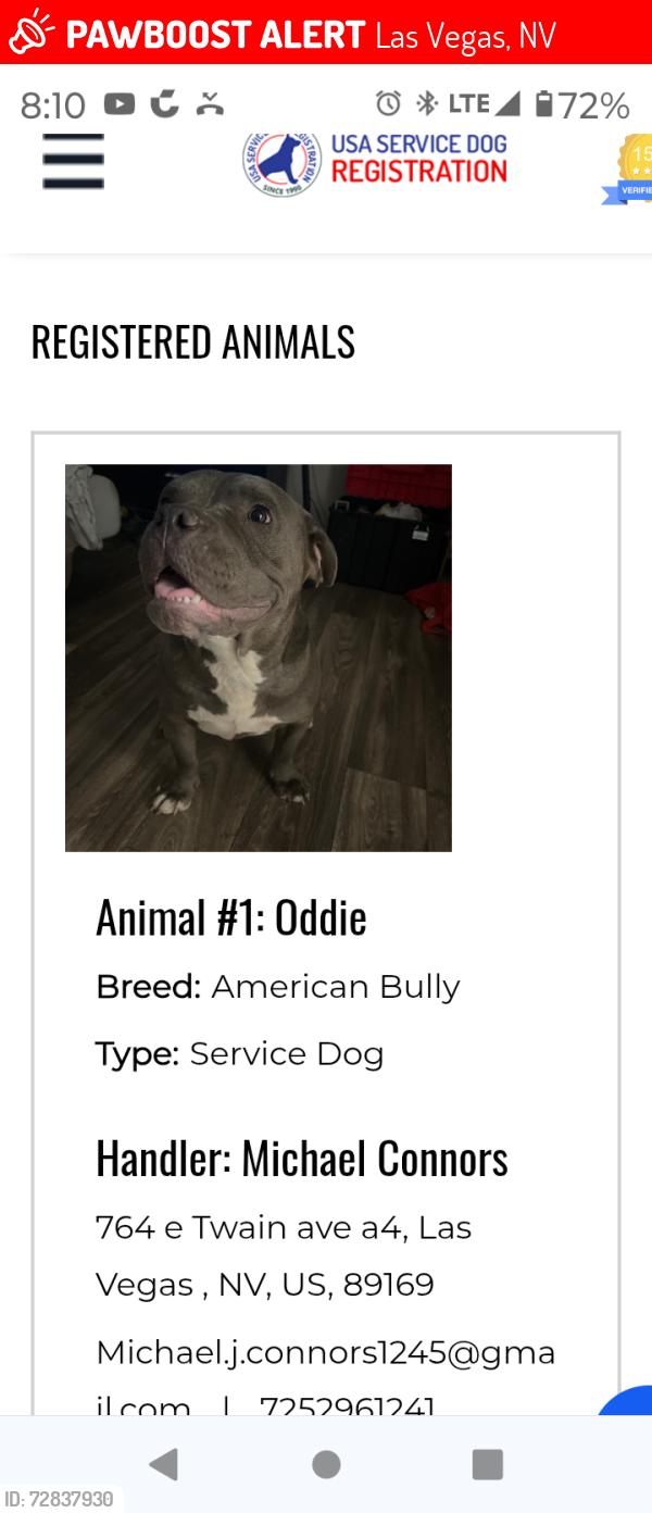 Lost Male Dog last seen Flamingo Las Vegas blvd, Las Vegas, NV 89119