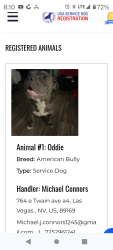 Lost Male Dog last seen Flamingo Las Vegas blvd, Las Vegas, NV 89119