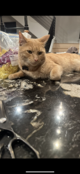 Lost Male Cat last seen Near Parkland Alley Lake Forest, CA  92630 United States, Lake Forest, CA 92630