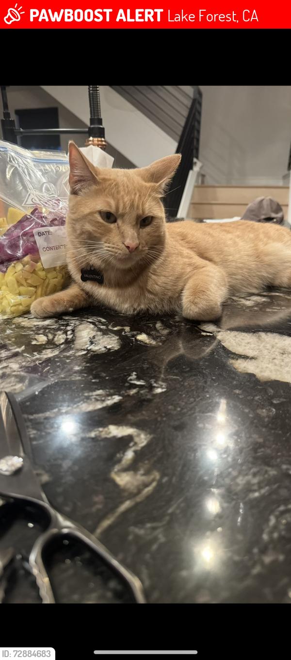 Lost Male Cat last seen Near Parkland Alley Lake Forest, CA  92630 United States, Lake Forest, CA 92630