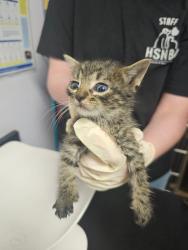 Shelter Stray Male Cat last seen Bexar County, New Braunfels, TX 78130