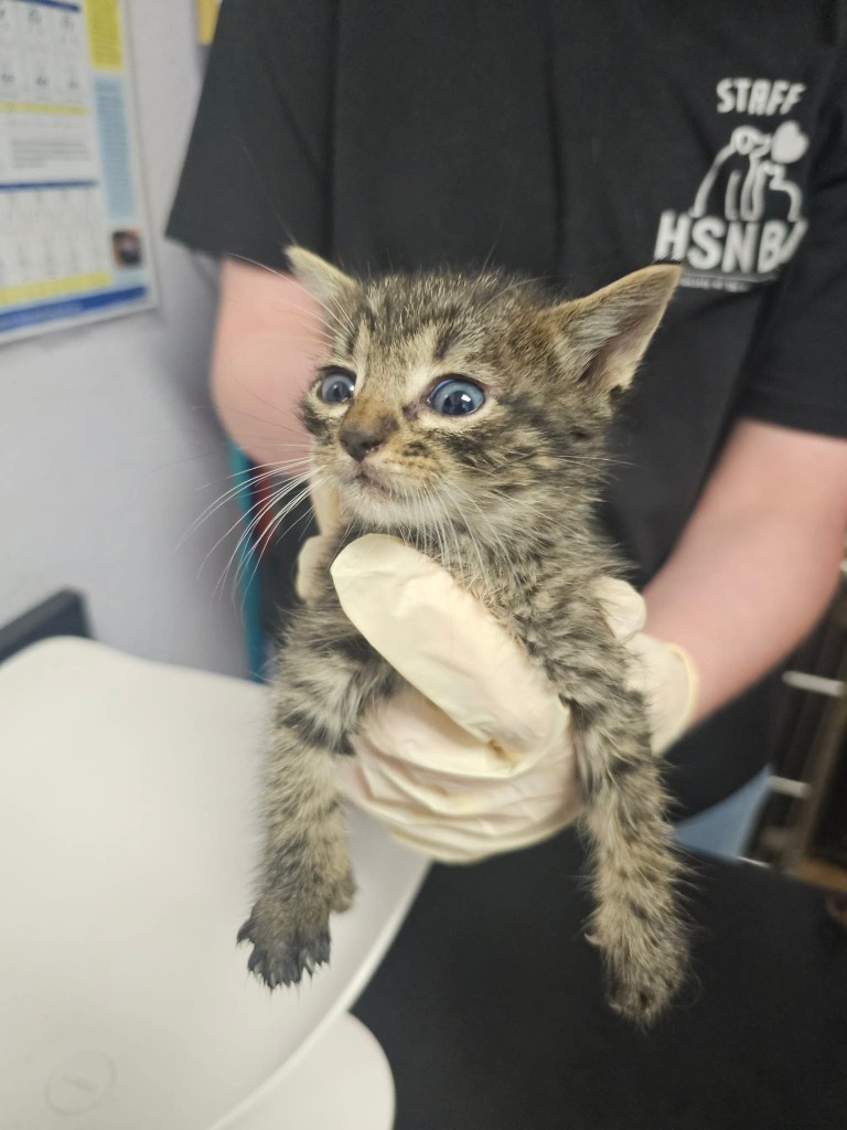 Shelter Stray Male Cat last seen Bexar County, New Braunfels, TX 78130