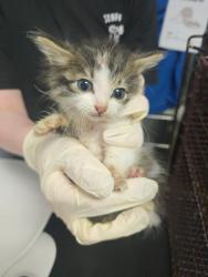 Shelter Stray Male Cat last seen Bexar County, New Braunfels, TX 78130