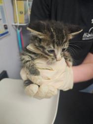 Shelter Stray Male Cat last seen Bexar County, New Braunfels, TX 78130