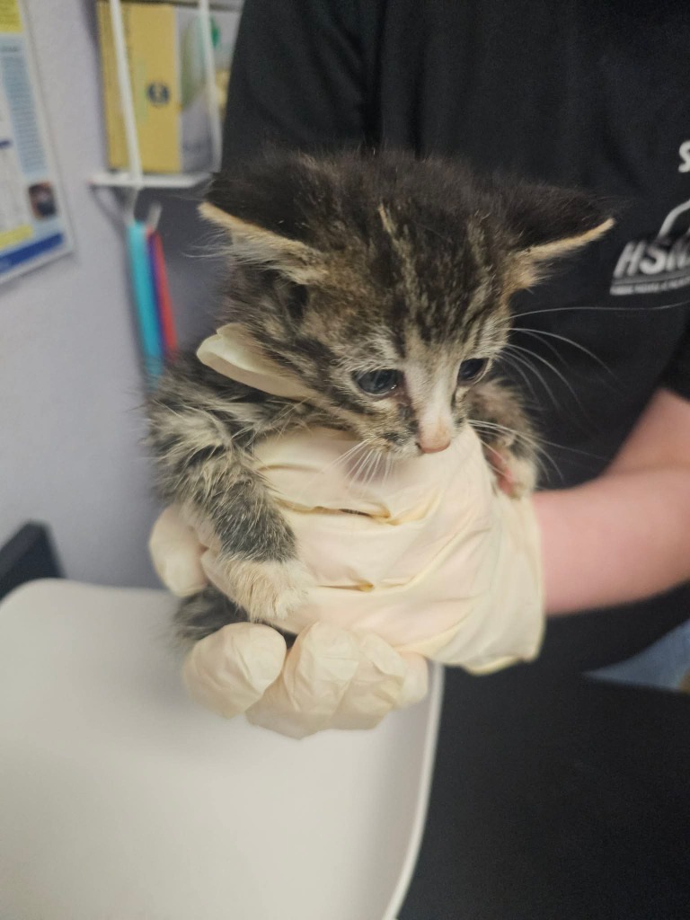 Shelter Stray Male Cat last seen Bexar County, New Braunfels, TX 78130