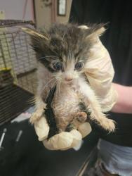 Shelter Stray Male Cat last seen Bexar County, New Braunfels, TX 78130