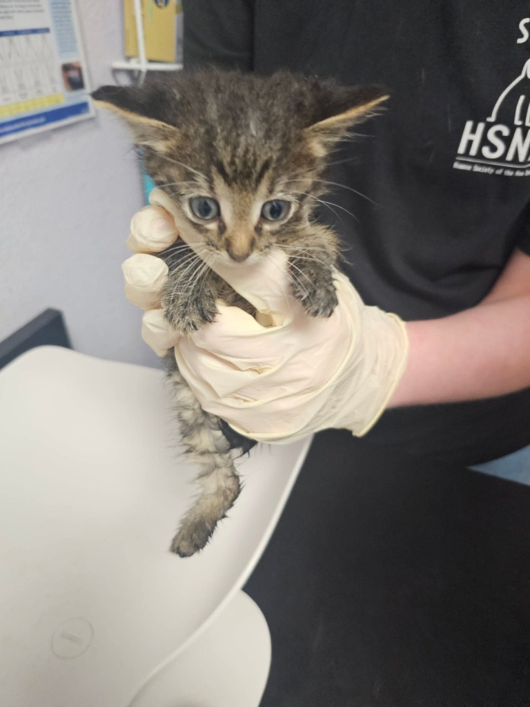 Shelter Stray Female Cat last seen Bexar County, New Braunfels, TX 78130