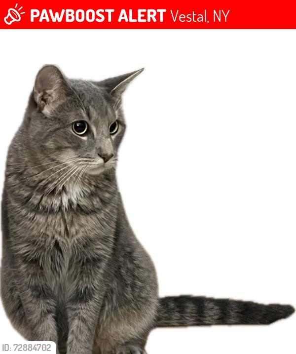 Lost Male Cat last seen Circle Dr Neighborhood, Vestal, Vestal, NY 13850