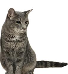 Lost Male Cat last seen Circle Dr Neighborhood, Vestal, Vestal, NY 13850