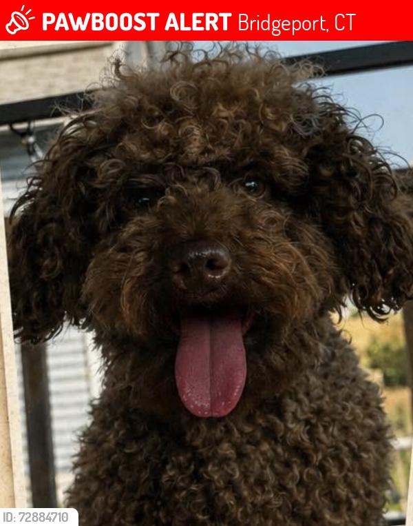 Lost Male Dog last seen Next to Sergio Pizza, Bridgeport, CT 06609