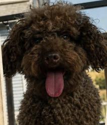 Lost Male Dog last seen Next to Sergio Pizza, Bridgeport, CT 06609