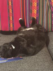 Lost Male Cat last seen Near Virginia Park circle ne, Atlanta, GA 30306