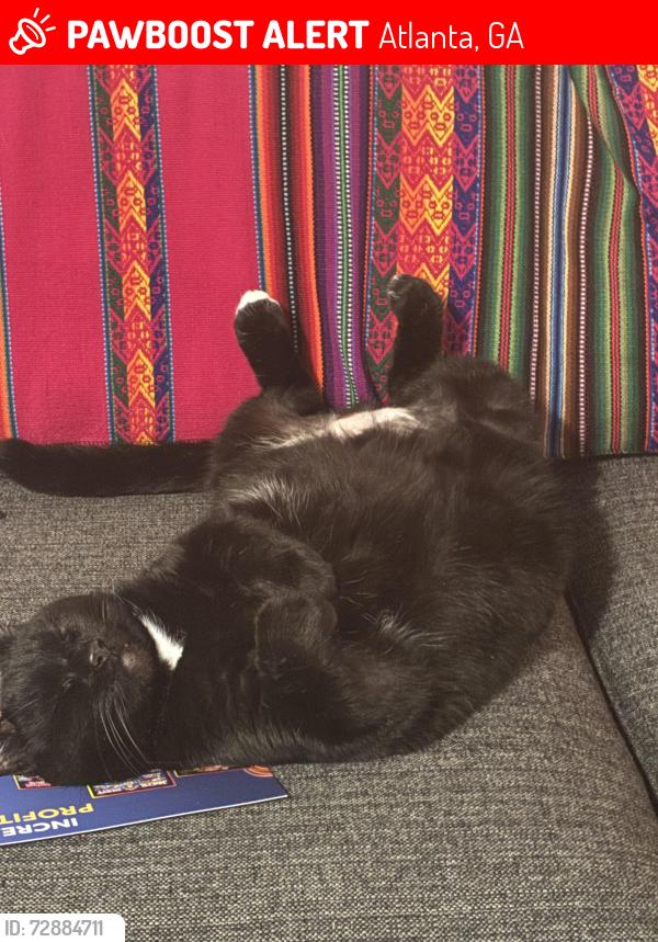 Lost Male Cat last seen Near Virginia Park circle ne, Atlanta, GA 30306