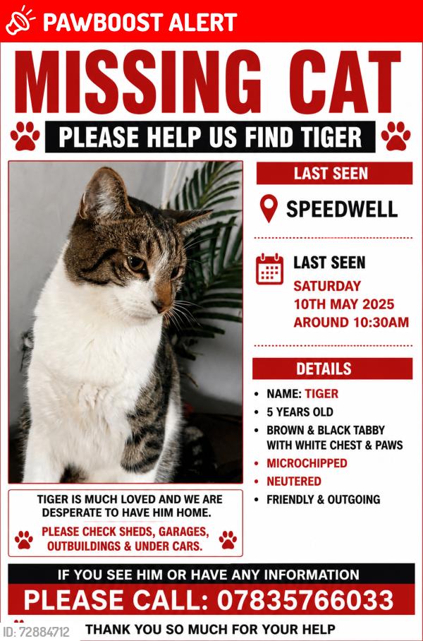 Lost Male Cat last seen The top of Whiteway road, Bristol City, England BS5 7RS