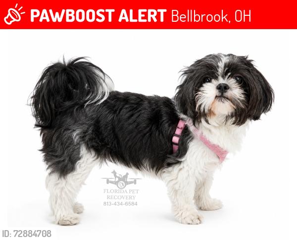 Lost Female Dog last seen Near skyland Dr Bellbrook OH 45305, Bellbrook, OH 45305