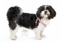 Lost Female Dog last seen Near skyland Dr Bellbrook OH 45305, Bellbrook, OH 45305