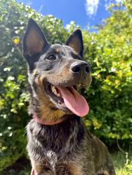 Found/Stray Male Dog last seen 162nd street, Miami-Dade County, FL 33185