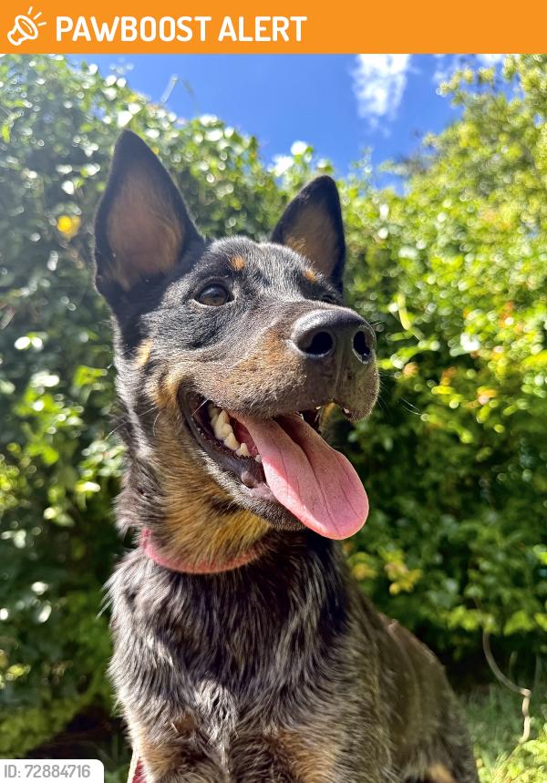 Found/Stray Male Dog last seen 162nd street, Miami-Dade County, FL 33185