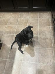 Lost Male Dog last seen North Las Vegas, North Las Vegas, NV 89081