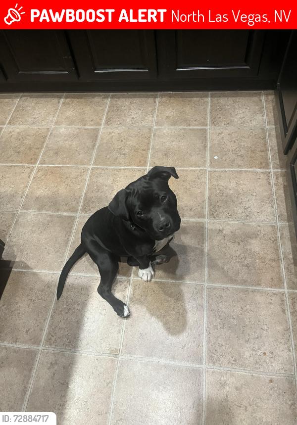 Lost Male Dog last seen North Las Vegas, North Las Vegas, NV 89081