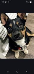 Reunited Male Dog last seen Near Birch Street. Canton, GA. :Paw Park