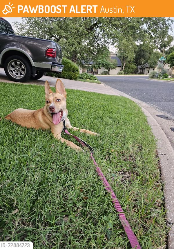 Found/Stray Female Dog last seen Talleyran , Austin, TX 78750