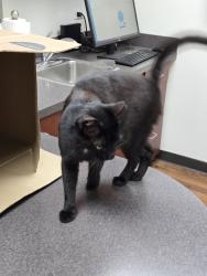 Found/Stray Male Cat last seen Hei School, Mililani, HI 96789