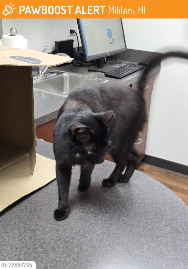 Found/Stray Male Cat last seen Hei School, Mililani, HI 96789