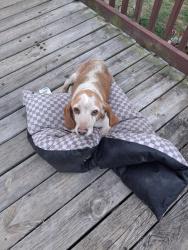 Found/Stray Male Dog last seen Ernest Williams Rd., Roseboro, NC 28382
