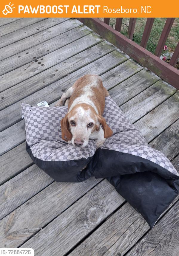 Found/Stray Male Dog last seen Ernest Williams Rd., Roseboro, NC 28382