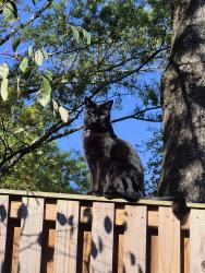 Lost Male Cat last seen Glade drive, Reston, VA 20191