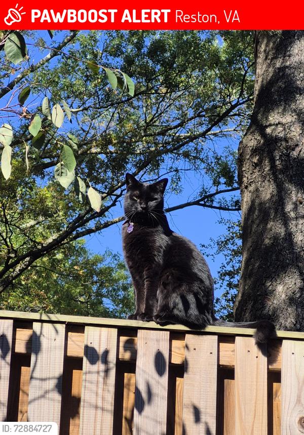 Lost Male Cat last seen Glade drive, Reston, VA 20191