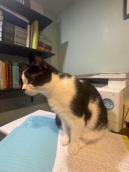 Reunited Male Cat last seen Western Ave & South Street, Jackson, WI 53037