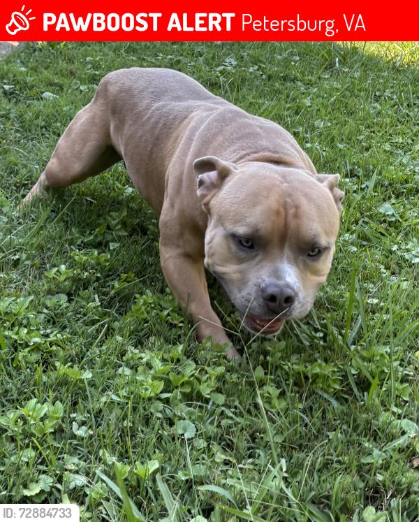 Lost Male Dog last seen Sycamore and Glenroy, Petersburg, VA 23805