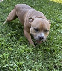 Lost Male Dog last seen Sycamore and Glenroy, Petersburg, VA 23805