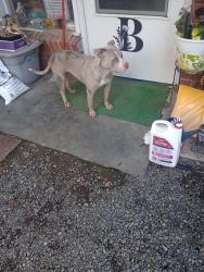Found/Stray Unknown Dog last seen Arnold Hwy and M52, Jasper, MI 49248