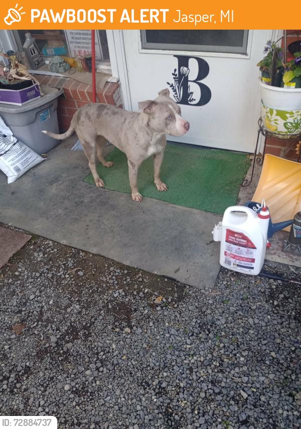 Found/Stray Unknown Dog last seen Arnold Hwy and M52, Jasper, MI 49248