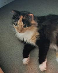 Lost Female Cat last seen Hillary Heights area, Burleson, TX 76028
