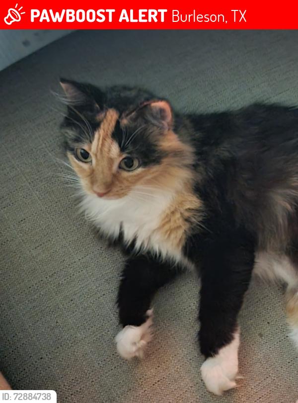 Lost Female Cat last seen Hillary Heights area, Burleson, TX 76028
