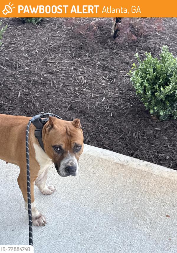 Found/Stray Male Dog last seen Bedford ests , Atlanta, GA 30331