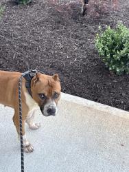 Found/Stray Male Dog last seen Bedford ests , Atlanta, GA 30331