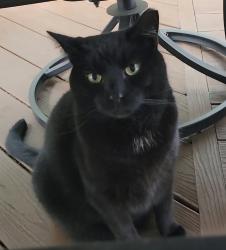 Lost Male Cat last seen Farmers Drive, Woodford, VA 22580