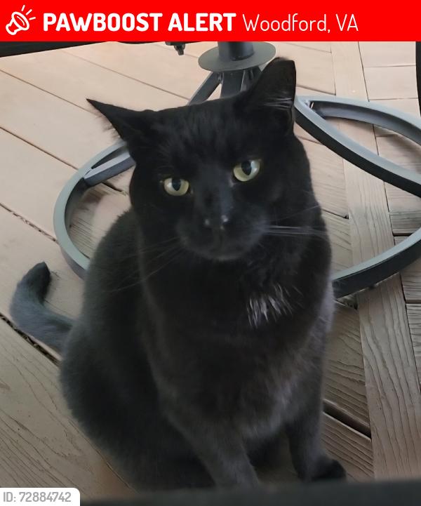 Lost Male Cat last seen Farmers Drive, Woodford, VA 22580