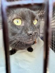 Shelter Stray Male Cat last seen Near BLOCK SW 17TH ST, Doral, FL 33122