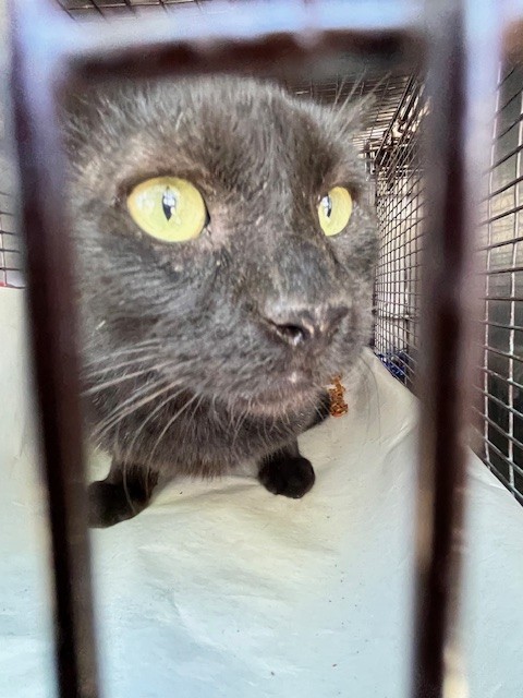 Shelter Stray Male Cat last seen Near BLOCK SW 17TH ST, Doral, FL 33122